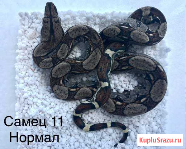 Императорские удавы Краснодар - изображение 1