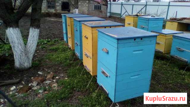 Ульи для пчёл Калининская - изображение 1