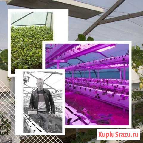 Вложения в бизнес клубника в закрытом грунте Санкт-Петербург - изображение 1