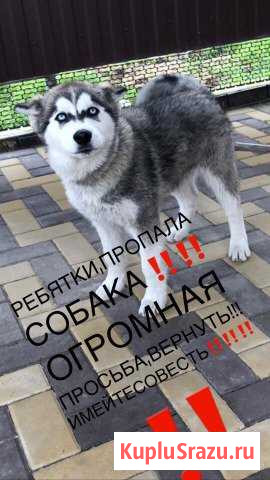 Пропала Хаски Тбилисская - изображение 1