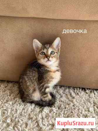 Котейки Абинск