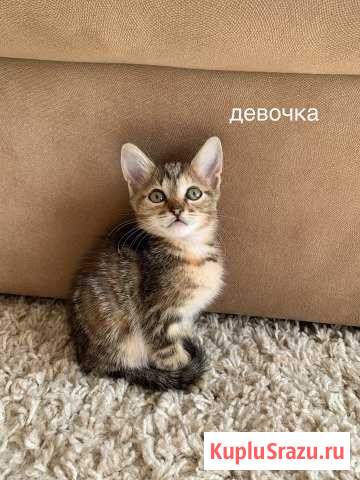 Котейки Абинск - изображение 1