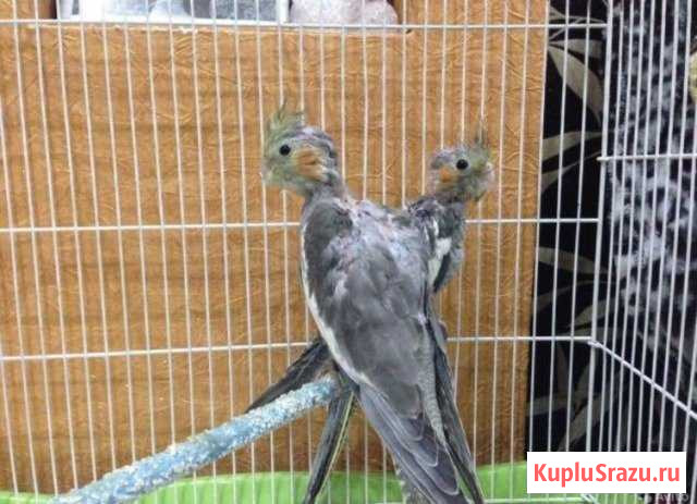 Корелла Высокое - изображение 1