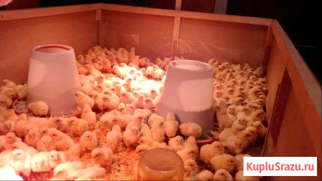 Бройлеры суточные и подрощенные Ейск - изображение 1