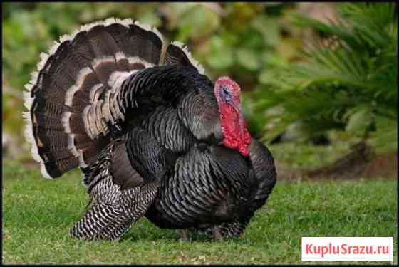 Индюшата суточные Ейск