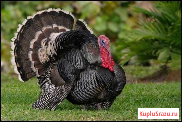 Индюшата суточные Ейск - изображение 1