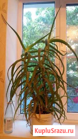 Алоэ Новороссийск - изображение 1