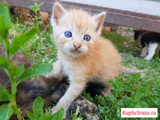 Котята Белореченск