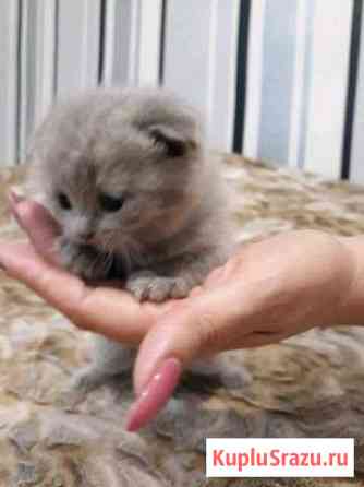 Продам котят шотландской кошки Тихорецк