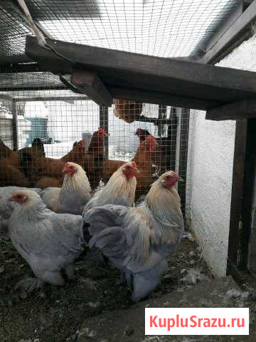 Брама карликовая изабелловая Тамань - изображение 1