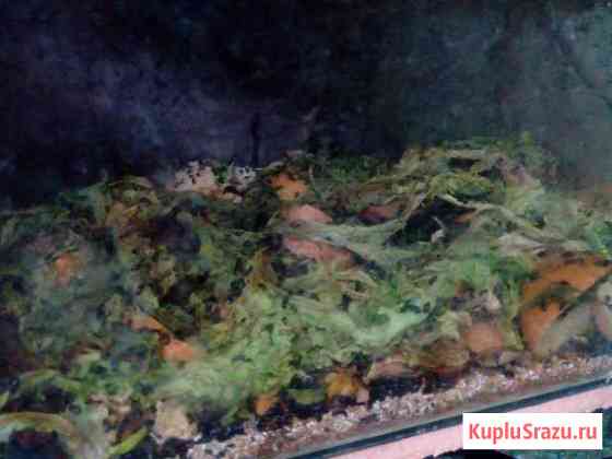 Жук Знахарь Краснодар
