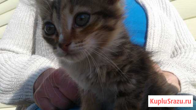 Котята от кошки-крысыловки Верхняя Синячиха - изображение 1