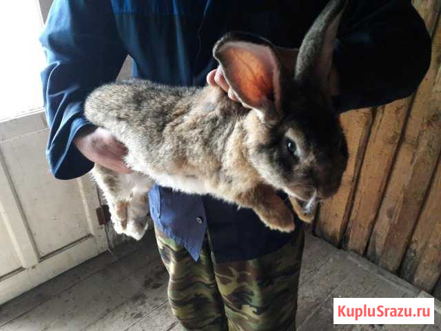 Кролики великаны мясные Кировград - изображение 1