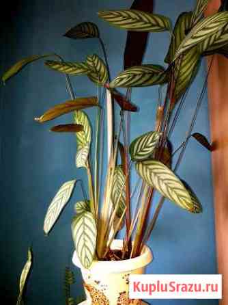 Цветок calathea Каменск-Уральский