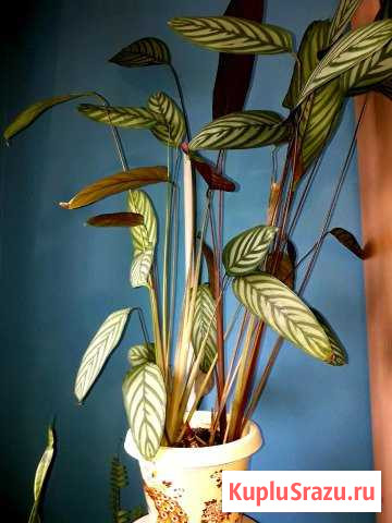 Цветок calathea Каменск-Уральский - изображение 1