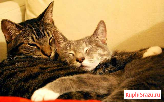 Славные игривые коты и кошки Березовский - изображение 1