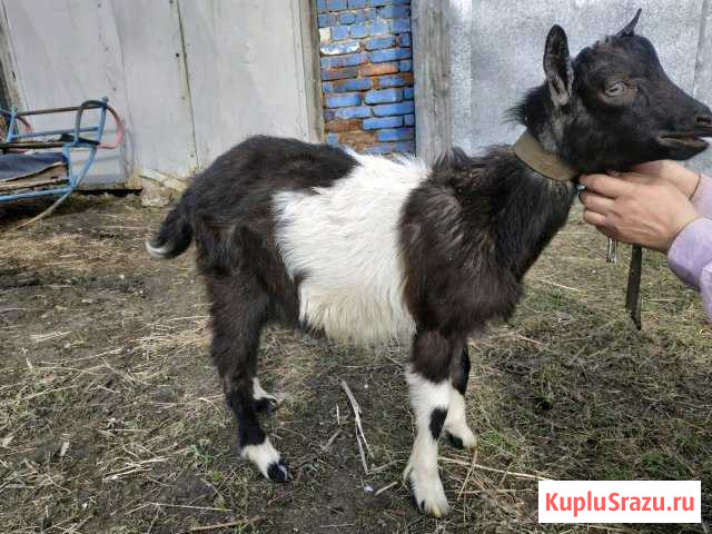 Коза козёл козы дойные Артемовский - изображение 1