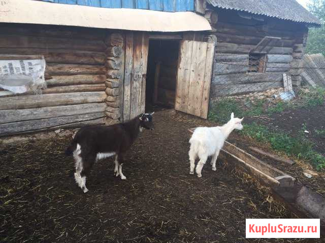 Козы Сарманово - изображение 1