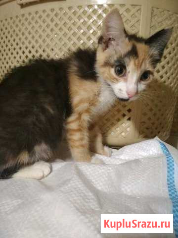 Котенок, приносящий счастье Нижний Тагил - изображение 1