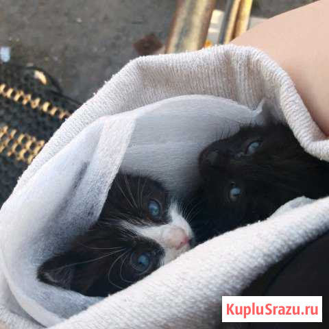 Котята Троицк - изображение 1