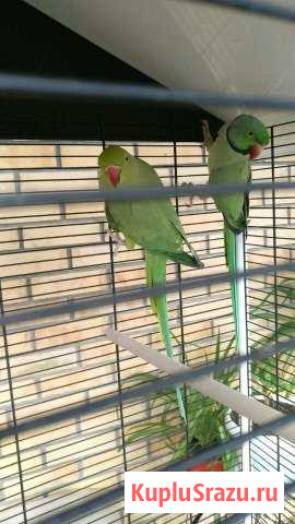 Ожереловые попугаи пара Челябинск - изображение 1
