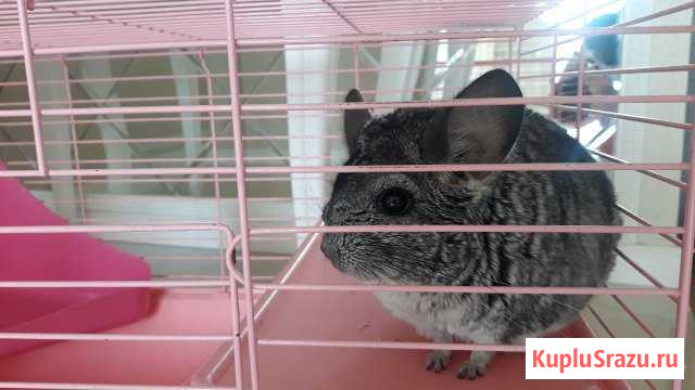 Шиншилла Миасс - изображение 1