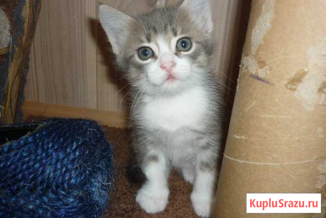 Суперские котята Магнитогорск - изображение 1