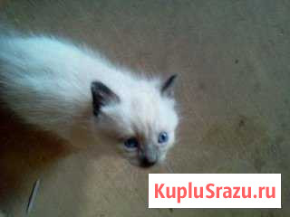 Котик Златоуст - изображение 1