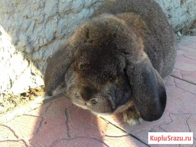 Продам крола породы Баран Южноуральск - изображение 1