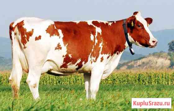Корова Челябинск