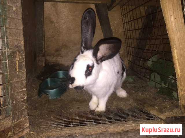 Кролики Аргаяш - изображение 1