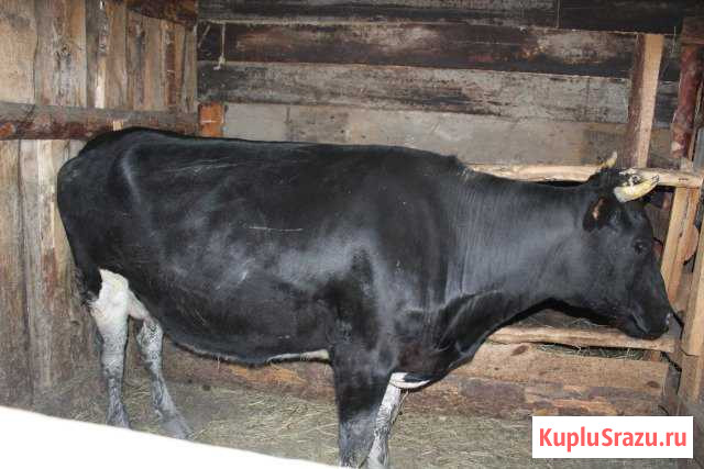 Продается корова Аргаяш - изображение 1