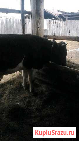 Бык Коелга - изображение 1