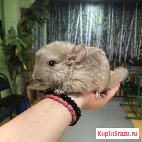 Шиншилла Челябинск - изображение 1