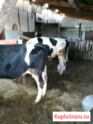 Бык Канашево - изображение 1