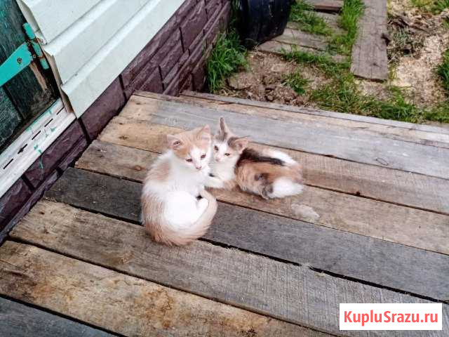 Отдам котят Шахунья - изображение 1