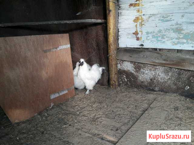 Куры Заволжье - изображение 1