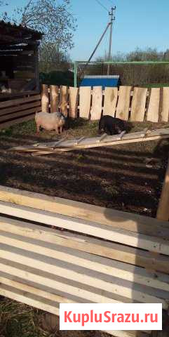 Мясо домашнее Луга - изображение 1