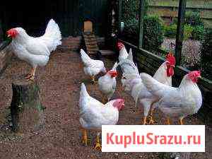 Куры Бийск