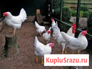 Куры Бийск - изображение 1