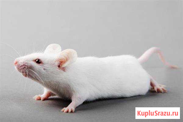 Продаю белых мышей, можно на корм Барнаул - изображение 1