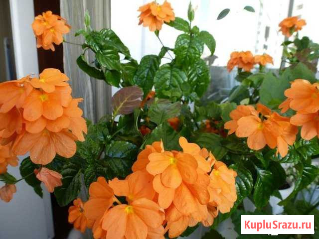 Кроссандра Бийск - изображение 1