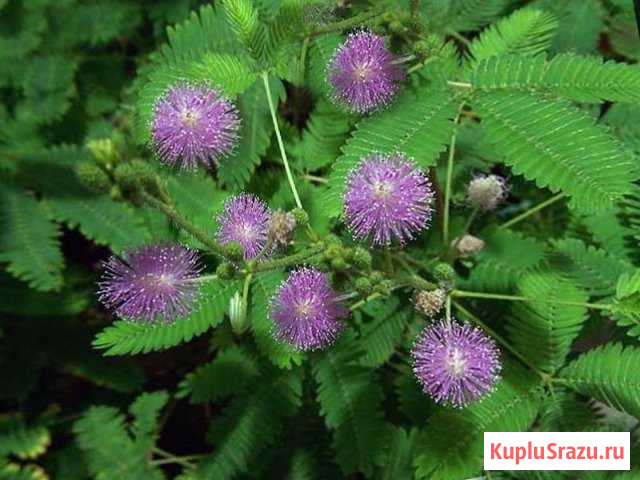 Мимоза стыдливая Бийск - изображение 1