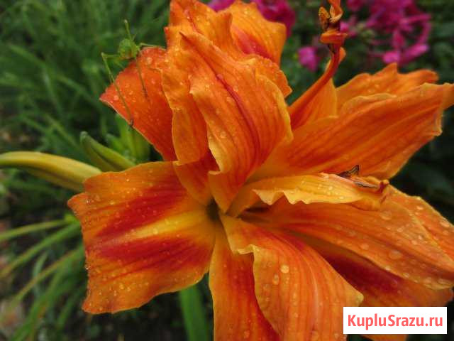 Лилейники Бийск - изображение 1