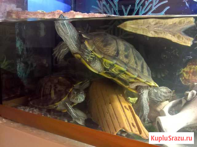 Красноухие черепахи Кировск - изображение 1