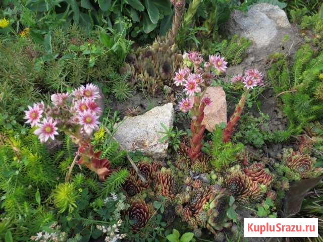 Растения для альпийской горки Бийск - изображение 1