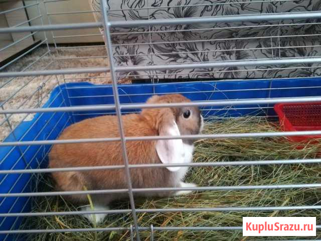 Продам кролика с клеткой Барнаул - изображение 1