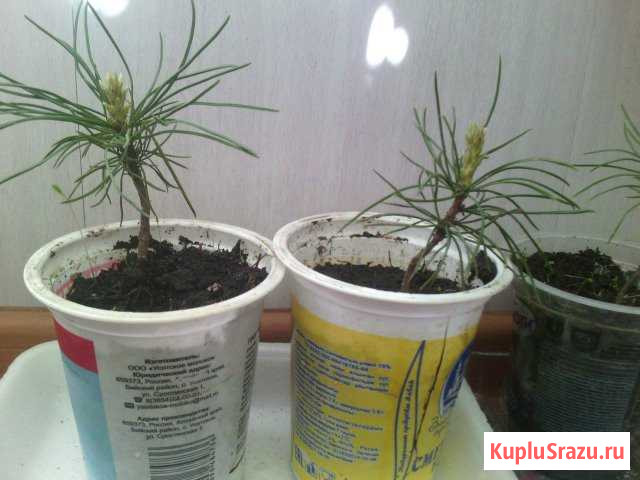 Кедр Бийск - изображение 1