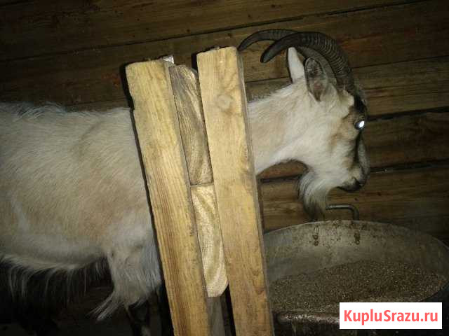 Коза Райчихинск - изображение 1