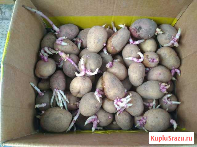 Отдам за коробку конфет картофель на рассаду. Очен Северодвинск - изображение 1